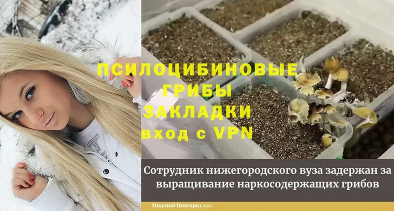 Галлюциногенные грибы Magic Shrooms  Великий Устюг 